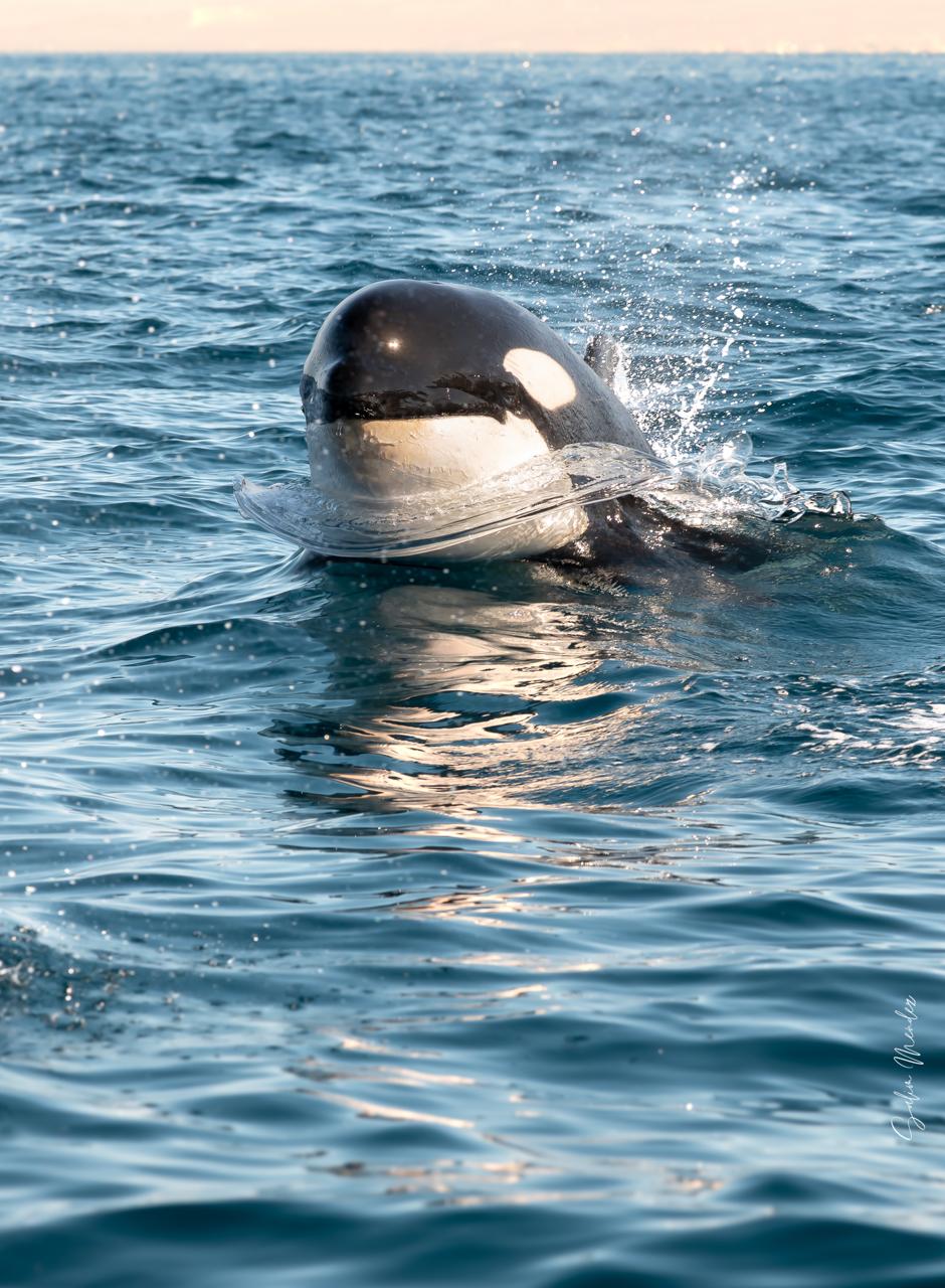 Orca surfacing beside the boat in the Sea of Cortez