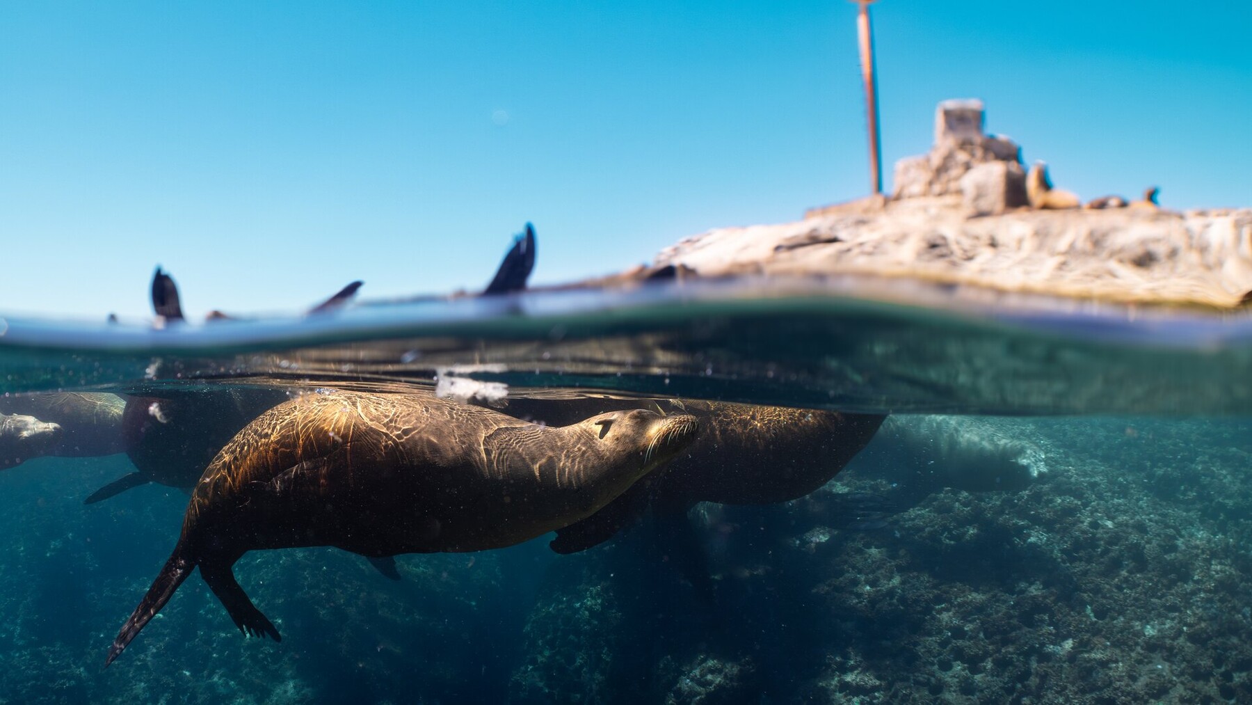 Curious sea lion underwater