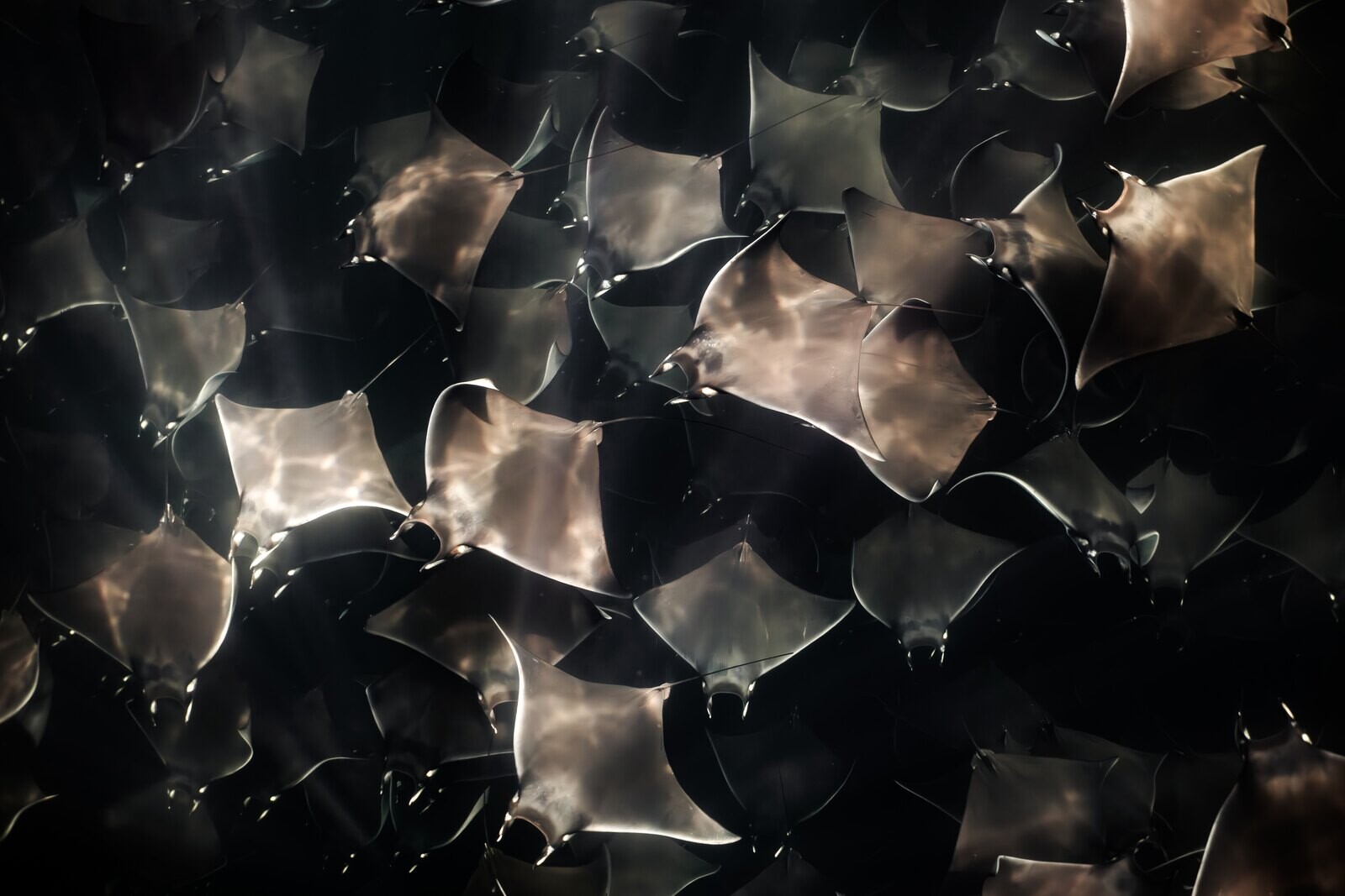 Mobula rays schooling