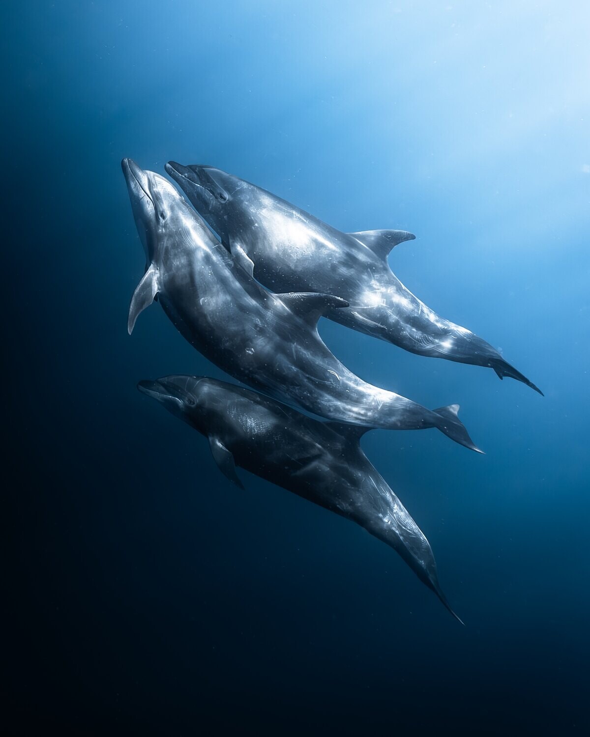 Dolphins riding the bow