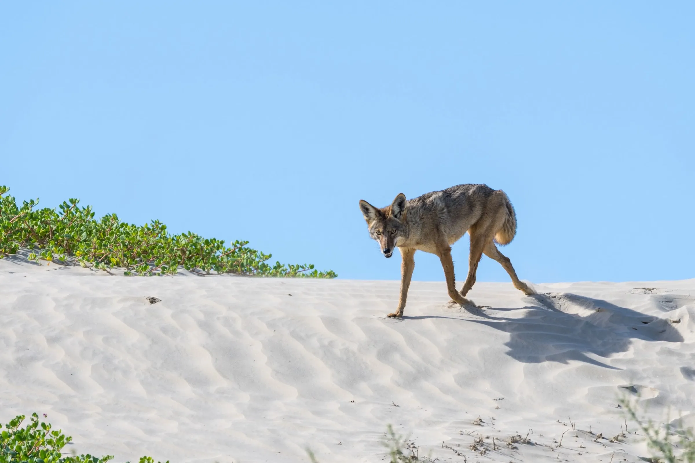 A coyote crossing the sand dunes of Magdalena Bay