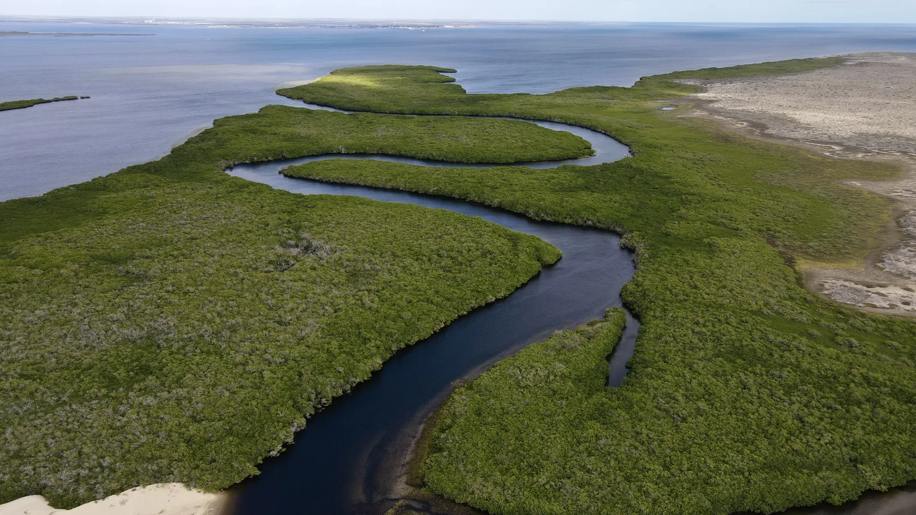 Aerial view of a mangrove channel meeting pale dunes