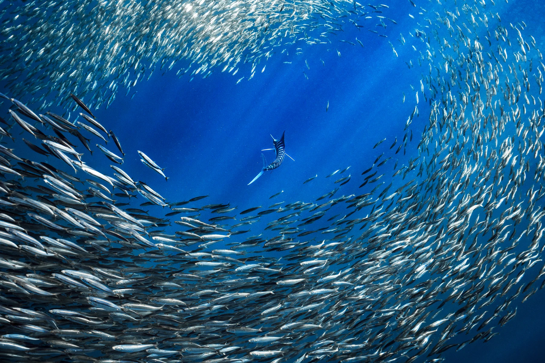A striped marlin swimming inside a spiraling school of sardines