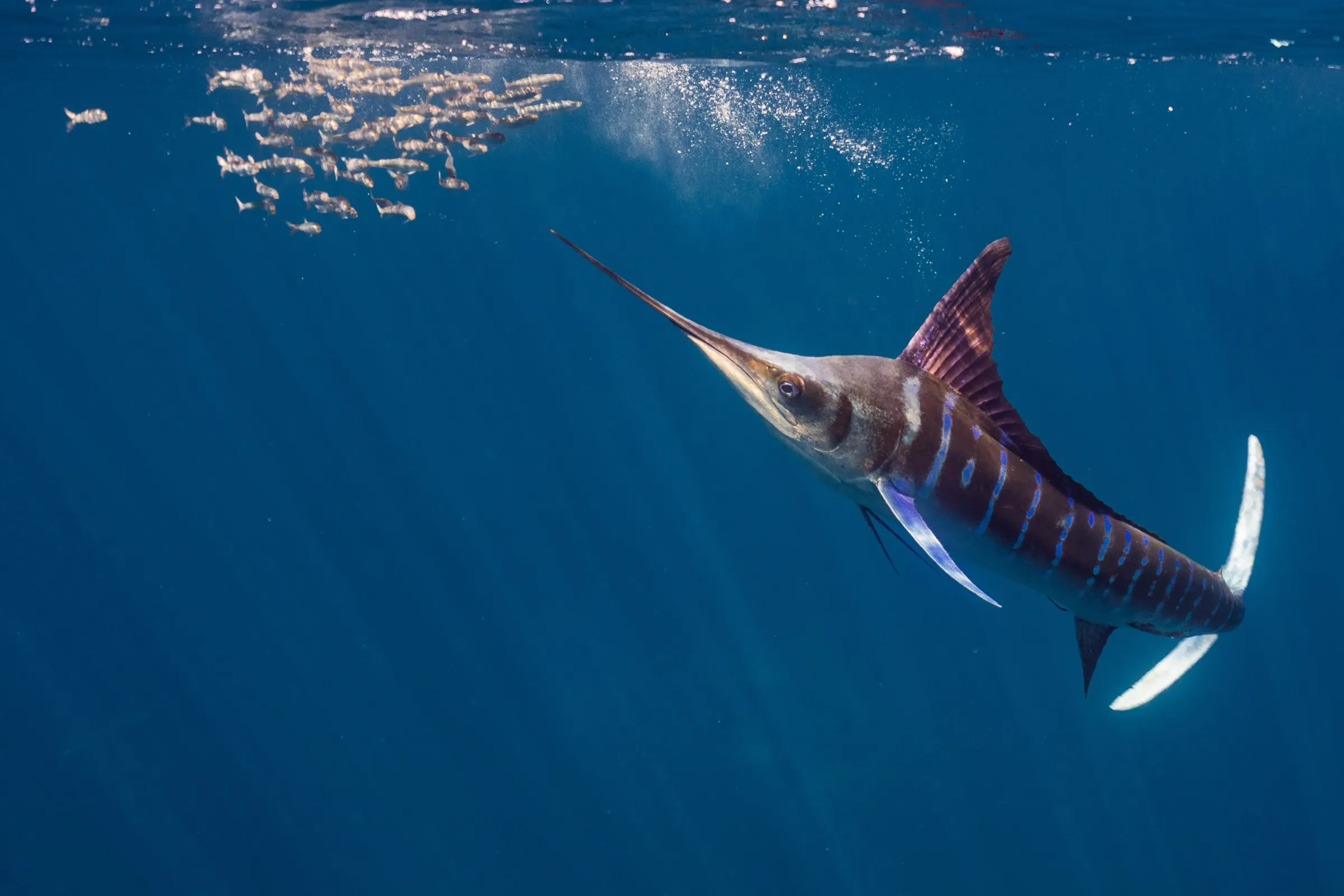 A striped marlin close up in open water, Magdalena Bay