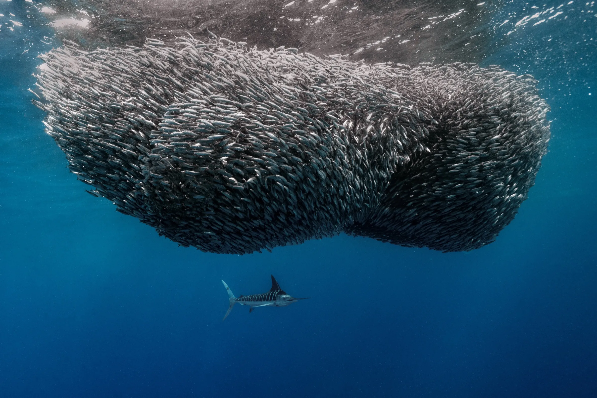 A striped marlin beneath a dense sardine bait ball in Magdalena Bay
