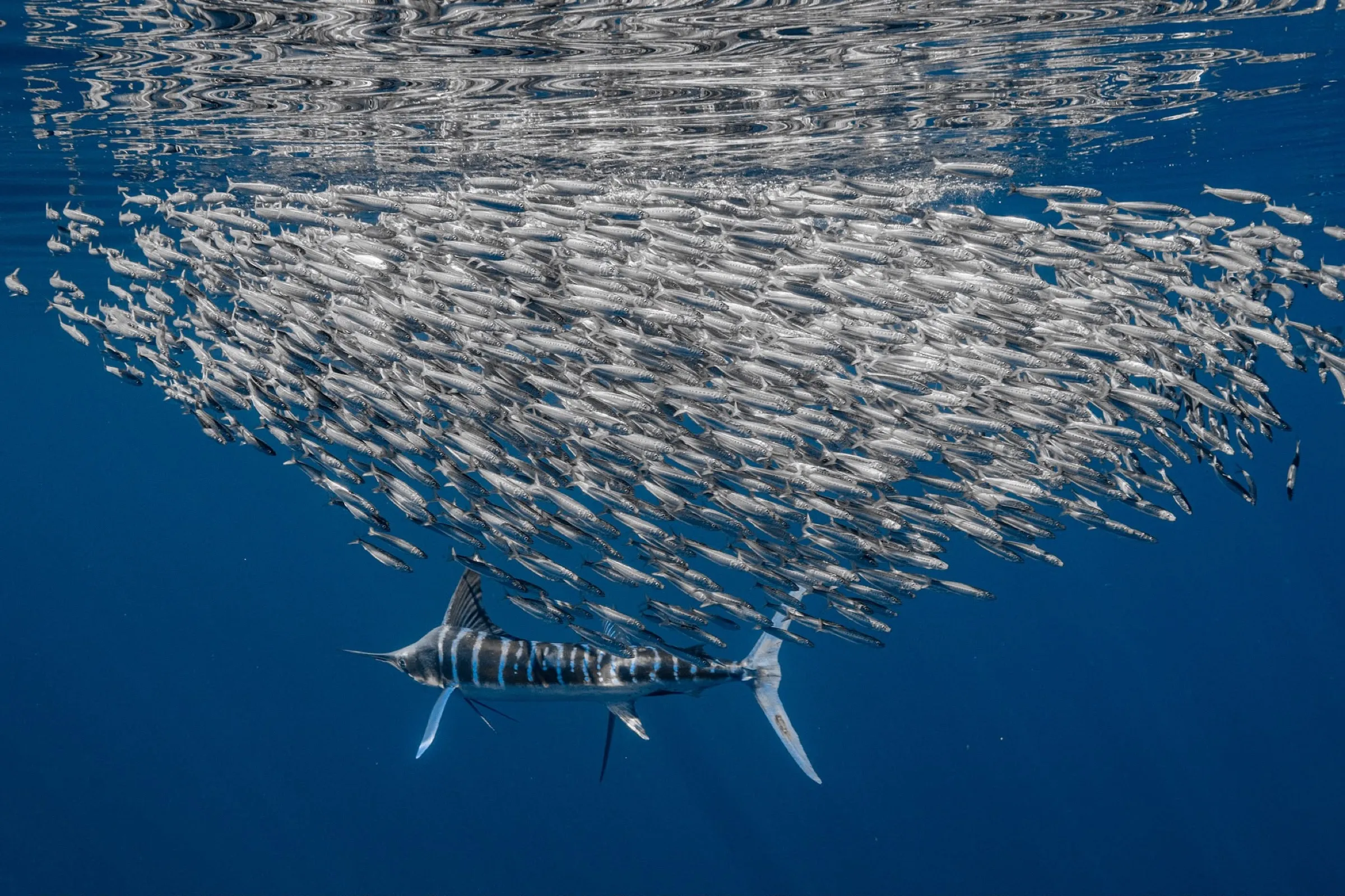A striped marlin swimming under a school of sardines in Magdalena Bay