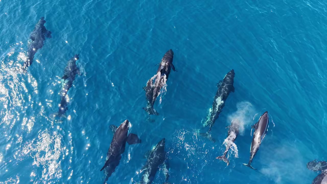 Humpback whale alongside a Bajablue Tours expedition boat in the Sea of Cortez